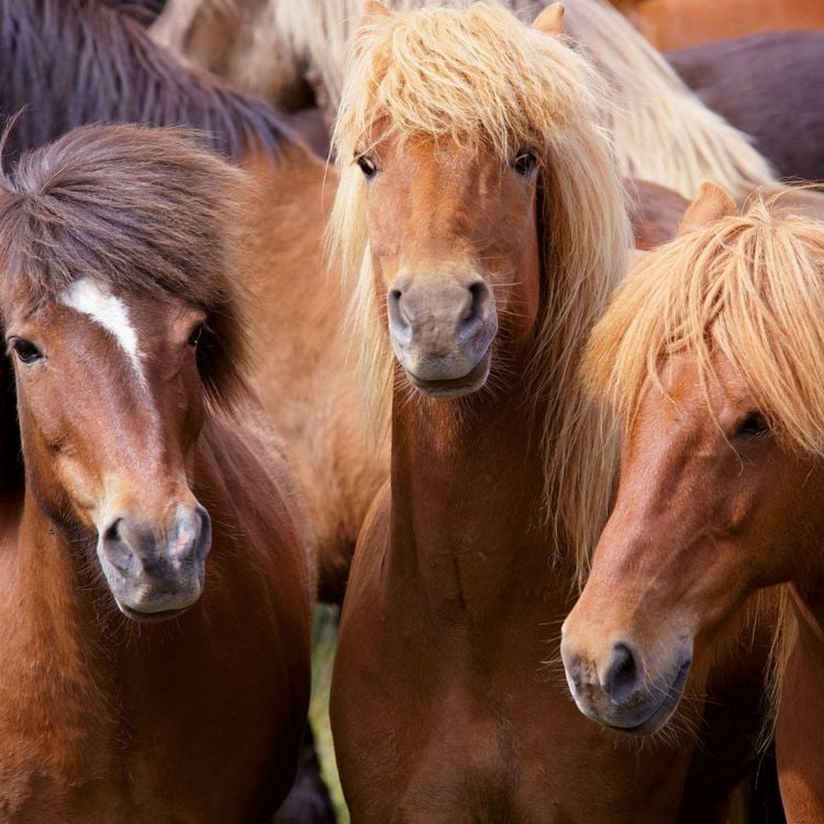 Produktbild: Pferde / Horses 2027