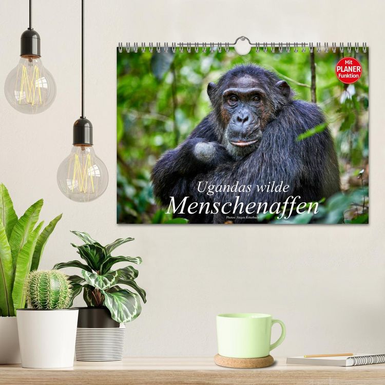 Produktbild: Ugandas wilde Menschenaffen (Wandkalender 2026 DIN A4 quer), CALVENDO Monatskalender