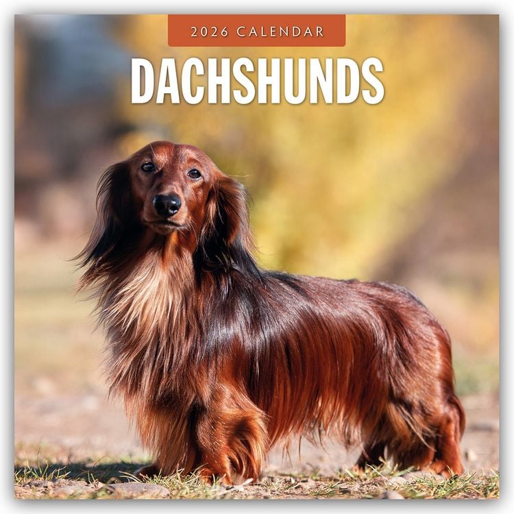 Produktbild: Dachshunds – Dackel – Dachshunde 2026 – 16-Monatskalender