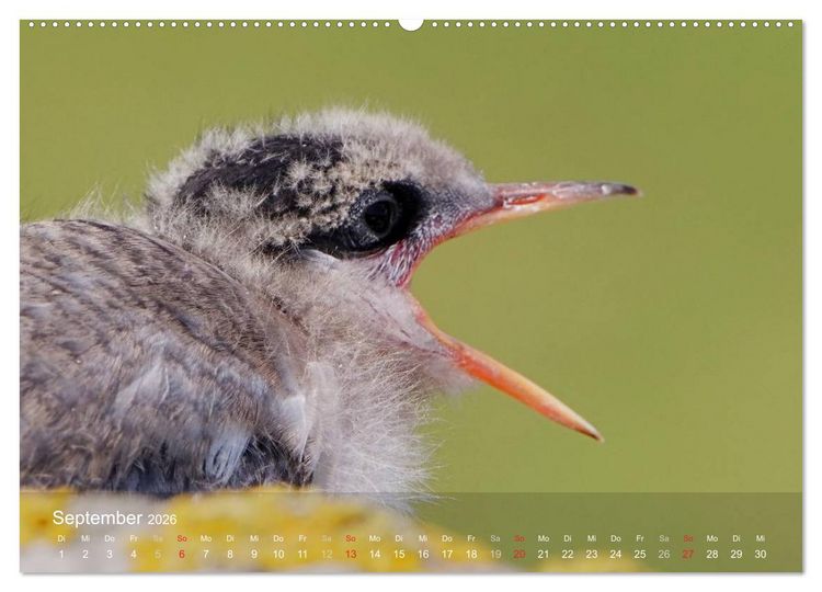 Produktbild: Nordatlantische Seev&ouml;gel (Wandkalender 2026 DIN A2 quer), CALVENDO Monatskalender