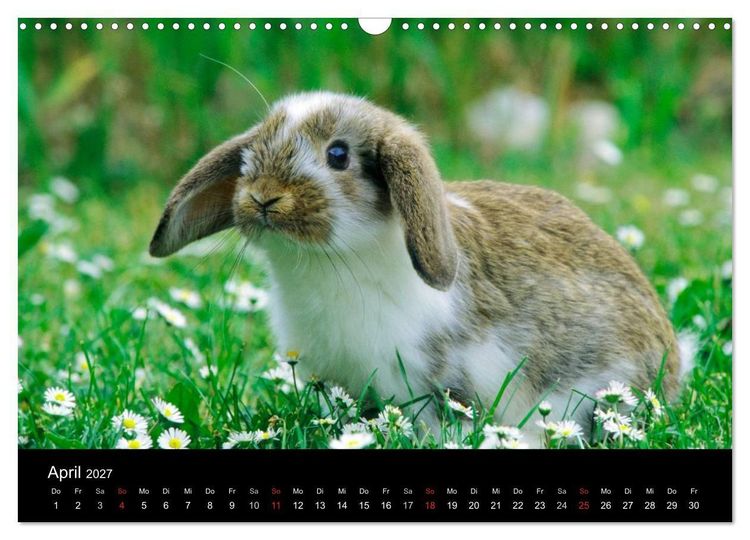 Produktbild: Zwergkaninchen (Wandkalender 2027 DIN A3 quer), CALVENDO Monatskalender