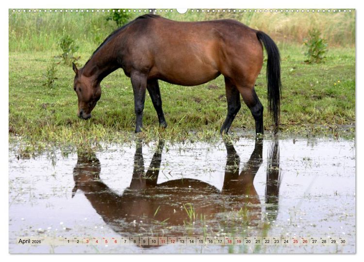 Produktbild: Quarter Horses - Die gr&ouml;&szlig;te Zuchtbuchrasse der Welt (hochwertiger Premium Wandkalender 2026 DIN A2 quer), Kunstdruck in Hochglanz