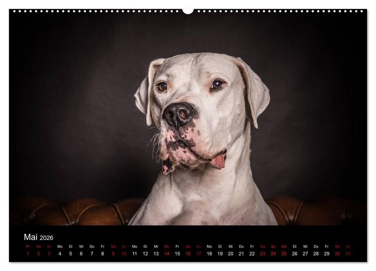 Produktbild: DOGO ARGENTINO (Wandkalender 2026 DIN A2 quer), CALVENDO Monatskalender