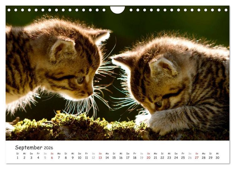 Produktbild: K&auml;tzchen 2026 (Wandkalender 2026 DIN A4 quer), CALVENDO Monatskalender
