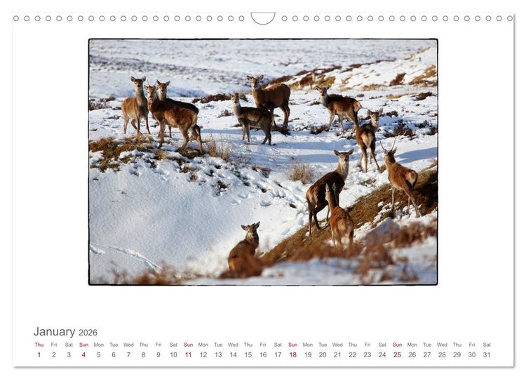 Produktbild: Wild Deer In The Highlands (Wall Calendar 2026 DIN A3 landscape), CALVENDO 12 Month Wall Calendar