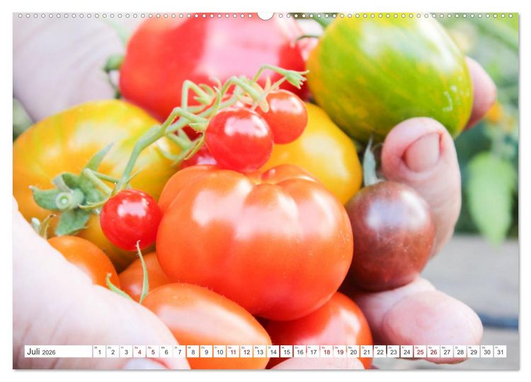 Produktbild: Alte Historische Tomaten (hochwertiger Premium Wandkalender 2026 DIN A2 quer), Kunstdruck in Hochglanz