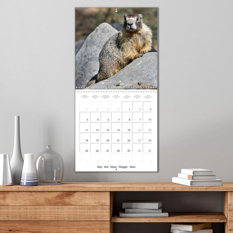 Produktbild: Marmots - Cute and Curious (Wall Calendar 2026 12 &times; 12 Inch) CALVENDO 12 Month Wall Calendar