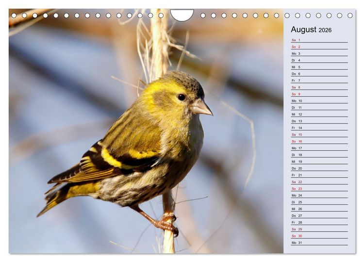 Produktbild: Erlenzeisige (Wandkalender 2026 DIN A4 quer), CALVENDO Monatskalender