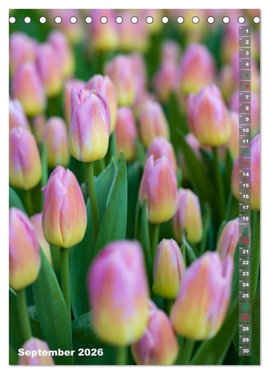 Produktbild: Tulpen - die Fr&uuml;hlingsblume (Tischkalender 2026 DIN A5 hoch), CALVENDO Monatskalender
