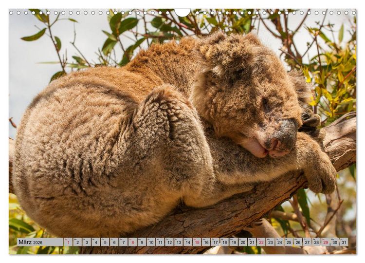 Produktbild: Australische Koalas (Wandkalender 2026 DIN A3 quer), CALVENDO Monatskalender