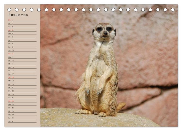 Produktbild: Erdm&auml;nnchen (Tischkalender 2026 DIN A5 quer), CALVENDO Monatskalender