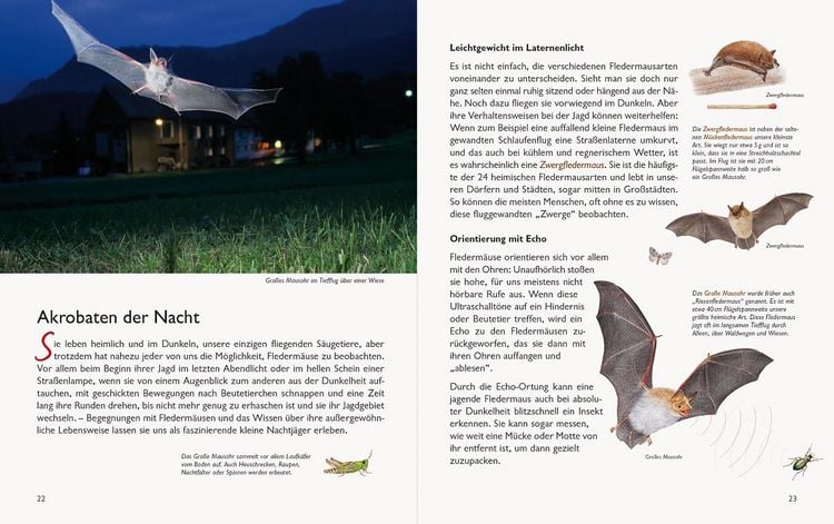 Produktbild: Wawra's Naturbuch &ndash; Unserer Natur auf der Spur, Bd. 1: S&auml;ugetiere, V&ouml;gel, Reptilien, Amphibien