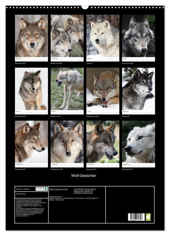 Produktbild: Wolf-Gesichter (Wandkalender 2026 DIN A2 hoch), CALVENDO Monatskalender