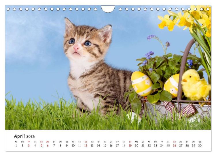 Produktbild: K&auml;tzchen 2026 (Wandkalender 2026 DIN A4 quer), CALVENDO Monatskalender