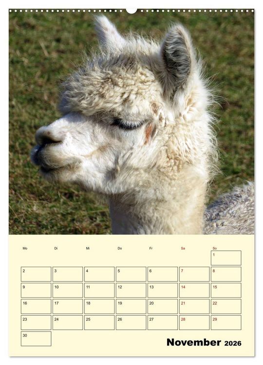 Produktbild: Alpakas erleben (Wandkalender 2026 DIN A2 hoch), CALVENDO Monatskalender