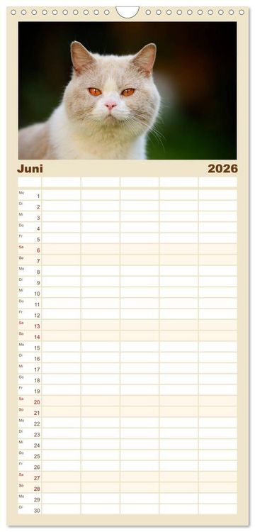 Produktbild: Familienplaner 2026 - Die Britisch Kurzhaar Katze mit 5 Spalten (Wandkalender, 21 x 45 cm) CALVENDO