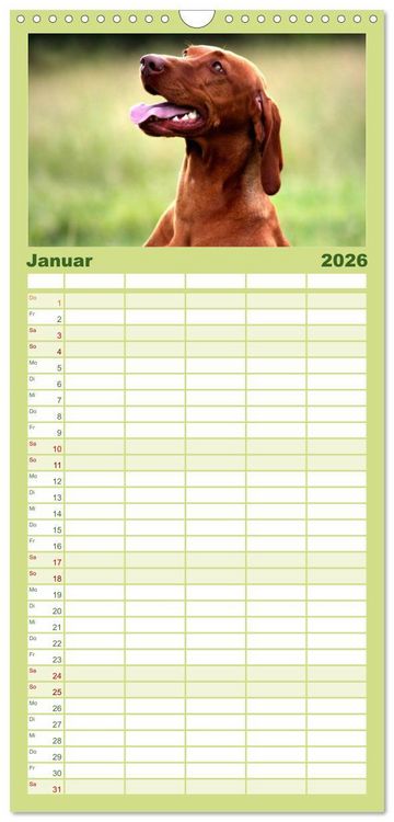 Produktbild: Familienplaner 2026 - Magyar Vizsla mit 5 Spalten (Wandkalender, 21 x 45 cm) CALVENDO