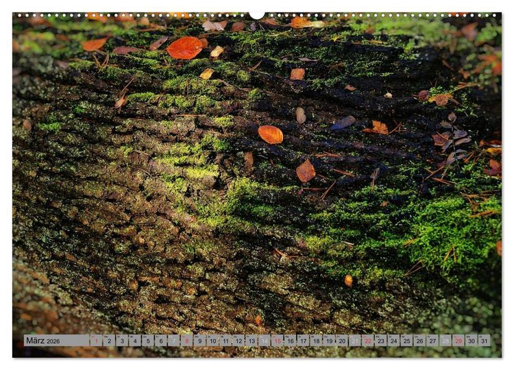 Produktbild: Spaziergang durch den Zauberwald (Wandkalender 2026 DIN A2 quer), CALVENDO Monatskalender