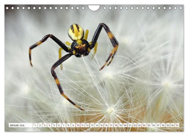 Produktbild: Nosferatu und Co. (Wandkalender 2026 DIN A4 quer), CALVENDO Monatskalender