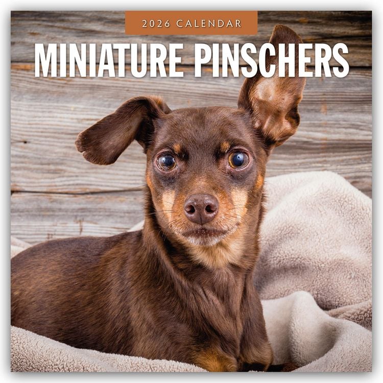 Produktbild: Miniature Pinschers – Zwergpinscher – Rehpinscher 2026 – 16-Monatskalender