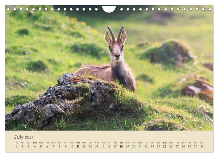 Produktbild: Wild encounters &ndash; Moments in the heart of nature (Wall Calendar 2027 DIN A4 landscape), CALVENDO 12 Month Wall Calendar