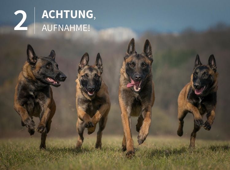 Produktbild: Tierische Momente fotografieren