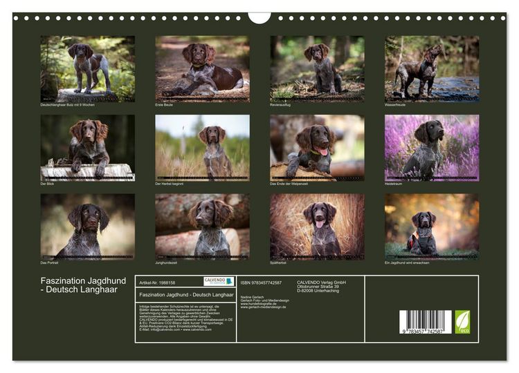 Produktbild: Faszination Jagdhund - Deutsch Langhaar (Wandkalender 2026 DIN A3 quer), CALVENDO Monatskalender