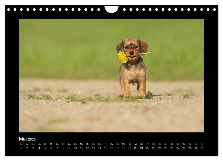 Produktbild: Allerlei Hundekinder (Wandkalender 2026 DIN A4 quer), CALVENDO Monatskalender