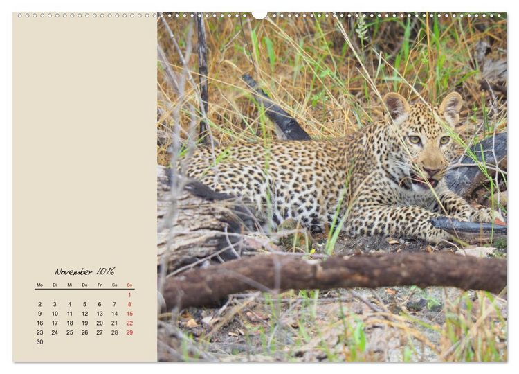 Produktbild: Leoparden. Geschmeidig, kr&auml;ftig und klug (Wandkalender 2026 DIN A2 quer), CALVENDO Monatskalender