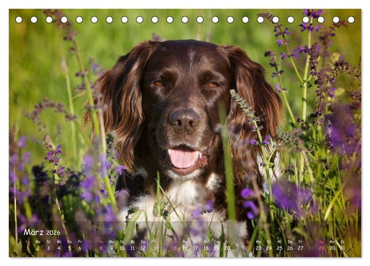 Produktbild: Jagdhunde - Treue Waidgesellen (Tischkalender 2026 DIN A5 quer), CALVENDO Monatskalender