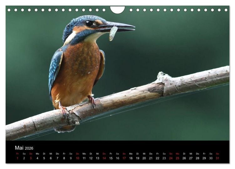 Produktbild: IM LAND DER EISV&Ouml;GEL (Wandkalender 2026 DIN A4 quer), CALVENDO Monatskalender
