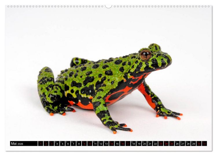 Produktbild: Amphibien und Reptilien (Wandkalender 2026 DIN A2 quer), CALVENDO Monatskalender