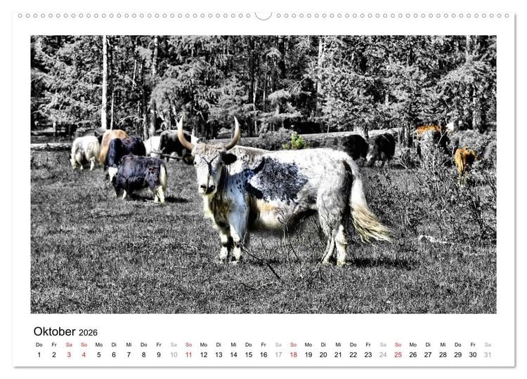Produktbild: Mongolei &ndash; Mit anderen Augen (Wandkalender 2026 DIN A2 quer), CALVENDO Monatskalender