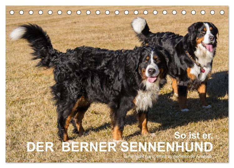 Produktbild: So ist er. Der Berner Sennenhund (Tischkalender 2026 DIN A5 quer), CALVENDO Monatskalender
