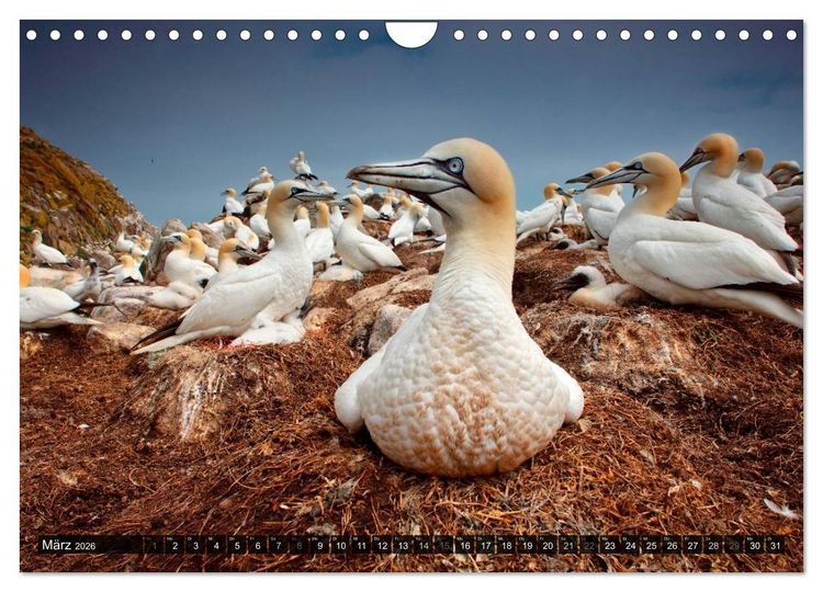Produktbild: V&Ouml;GEL (Wandkalender 2026 DIN A4 quer), CALVENDO Monatskalender