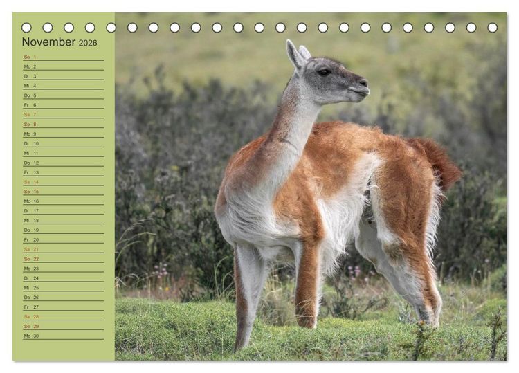 Produktbild: Wildlife S&uuml;damerika (Tischkalender 2026 DIN A5 quer), CALVENDO Monatskalender