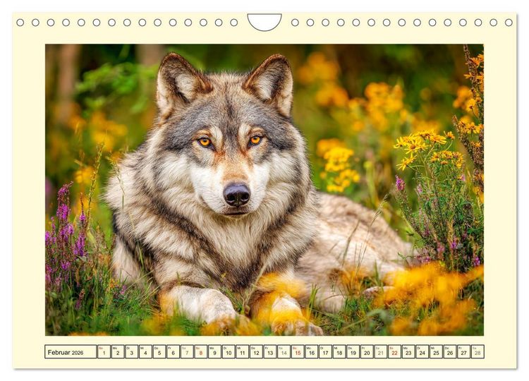 Produktbild: Herzschlag der Wildnis. W&ouml;lfe zwischen Legende, Freiheit und Anmut (Wandkalender 2026 DIN A4 quer), CALVENDO Monatskalender