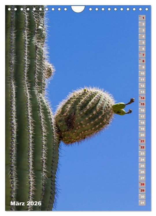 Produktbild: SAGUARO NATIONAL PARK W&uuml;stenimpressionen aus Arizona (Wandkalender 2026 DIN A4 hoch), CALVENDO Monatskalender