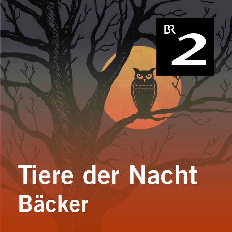 Produktbild: Tiere der Nacht: B&auml;cker