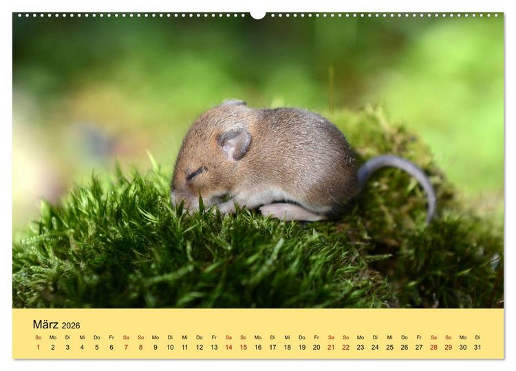 Produktbild: ... hier kommt die Maus ... (hochwertiger Premium Wandkalender 2026 DIN A2 quer), Kunstdruck in Hochglanz
