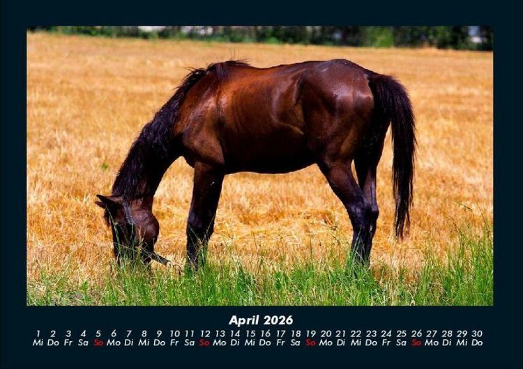 Produktbild: Die Welt der Pferde 2026 Fotokalender DIN A4