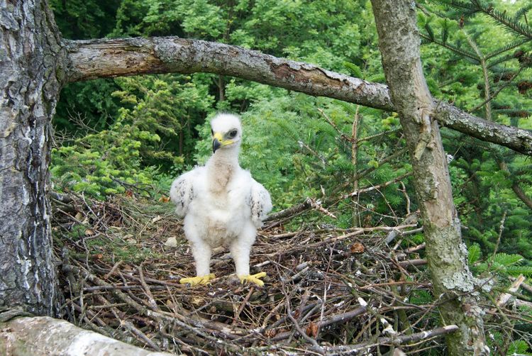 Produktbild: Die Welt der Adler