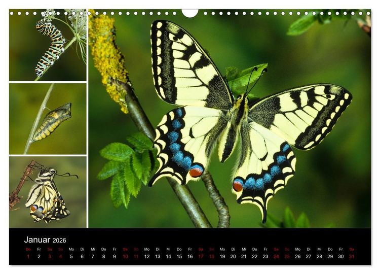 Produktbild: Schmetterlinge - Wunder der Verwandlung (Wandkalender 2026 DIN A3 quer), CALVENDO Monatskalender