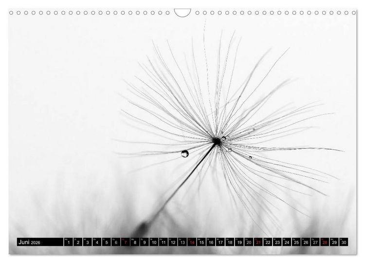 Produktbild: Pusteblume - Impressionen in schwarzwei&szlig; (Wandkalender 2026 DIN A3 quer), CALVENDO Monatskalender