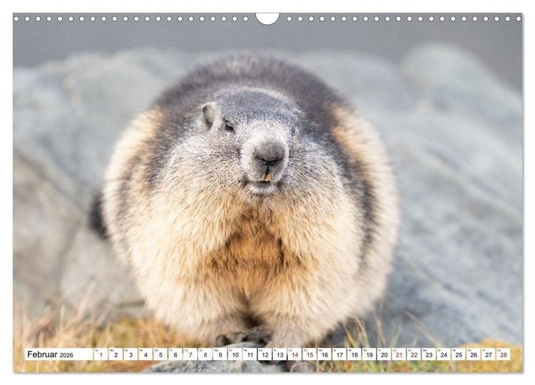 Produktbild: Unterwegs in den Hochalpen - Das Alpenmurmeltier im Herbst (Wandkalender 2026 DIN A3 quer), CALVENDO Monatskalender