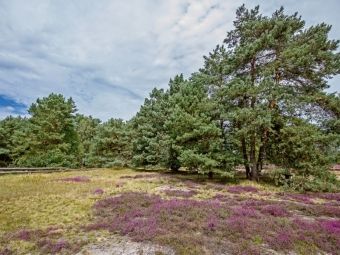 Produktbild: CALVENDO Puzzle Ein Motiv aus dem Kalender L&uuml;neburger Heide | 1000 Teile Lege-Gr&ouml;&szlig;e 64x48cm Foto-Puzzle f&uuml;r gl&uuml;ckliche Stunden