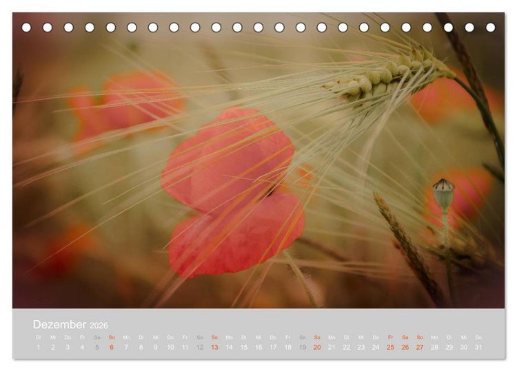 Produktbild: Zauber des Mohns (Tischkalender 2026 DIN A5 quer), CALVENDO Monatskalender