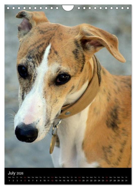 Produktbild: Beautiful Whippets (Wall Calendar 2026 DIN A4 portrait), CALVENDO 12 Month Wall Calendar