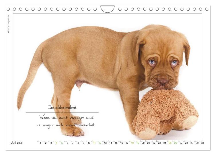 Produktbild: Hunde-Spruchreif (Wandkalender 2026 DIN A4 quer), CALVENDO Monatskalender