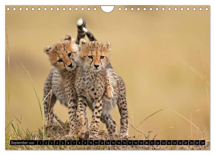 Produktbild: Magie des Augenblicks: Geparde - verschmuste Raubkatzen (Wandkalender 2026 DIN A4 quer), CALVENDO Monatskalender
